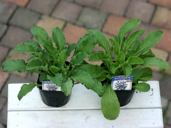 おすすめ カンパニュラ メディウム パープル 釣鐘草 苗 売買されたオークション情報 Yahooの商品情報をアーカイブ公開 オークファン Aucfan Com