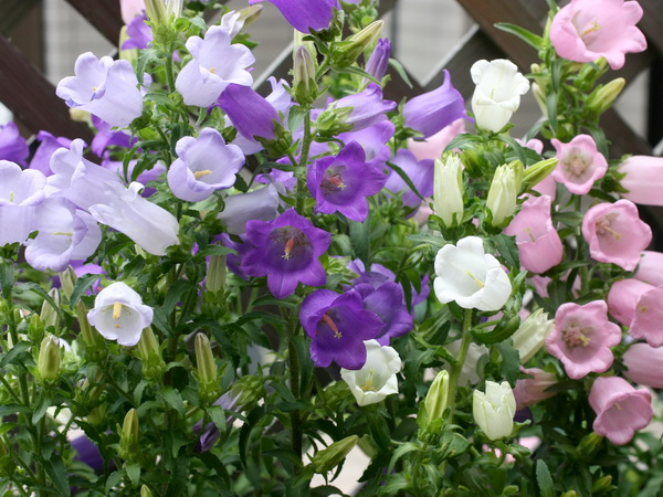 おすすめ カンパニュラ メディウム パープル 釣鐘草 苗 売買されたオークション情報 Yahooの商品情報をアーカイブ公開 オークファン Aucfan Com