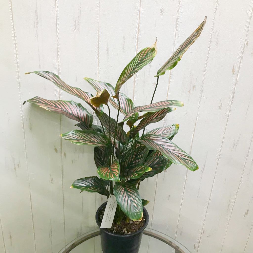 株立ち カラテア サンデリアーナ ロゼオリネアータ 観葉植物 売買されたオークション情報 Yahooの商品情報をアーカイブ公開 オークファン Aucfan Com 株立ち カラテア サンデリアーナ ロゼオリネアータ 観葉植物 売買されたオークション情報 Yahooの商品情報をアーカイブ公開 オークファン Aucfan Com