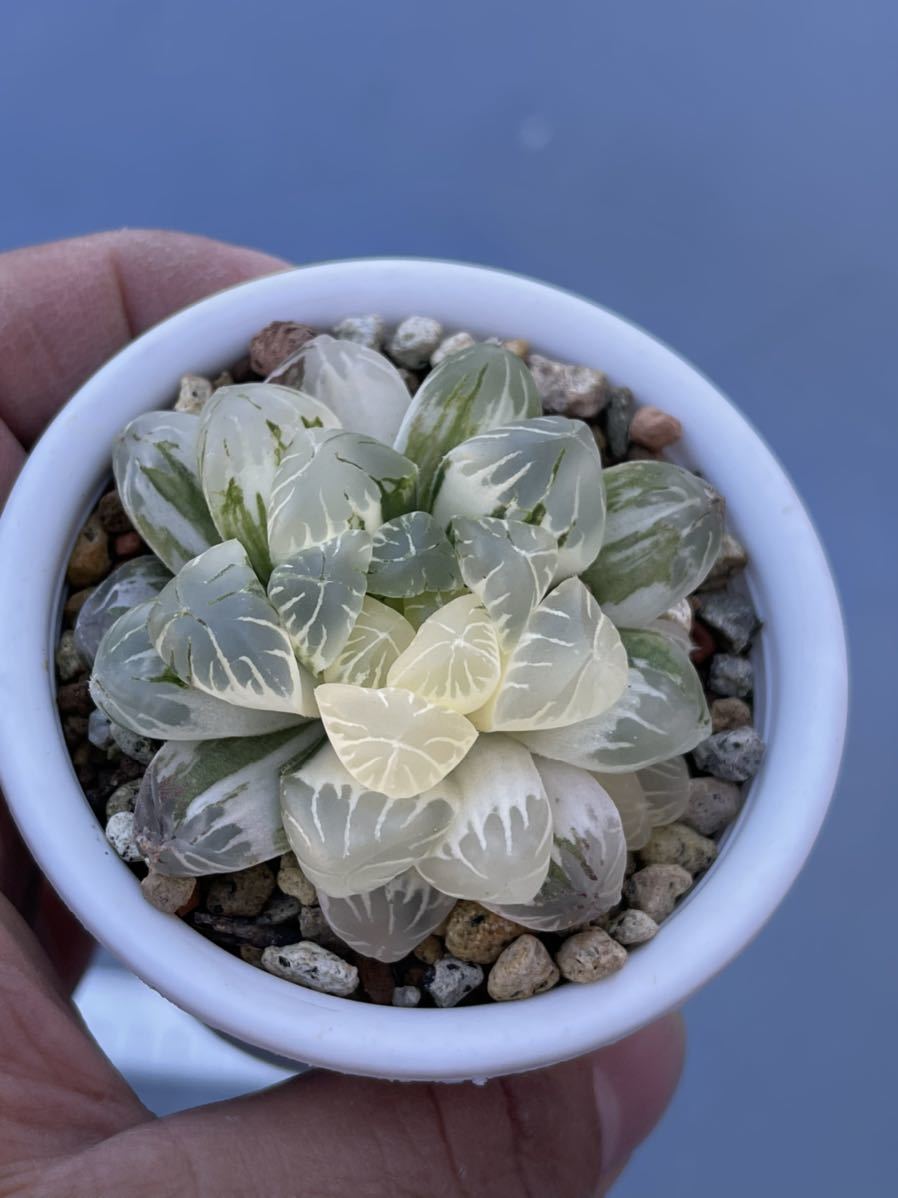 多肉植物ハオルチア 玉露錦大窓 花と鉢そのまま発送 Icpacifico Cl