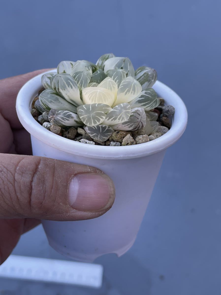 多肉植物ハオルチア 玉露錦大窓 花と鉢そのまま発送 Icpacifico Cl