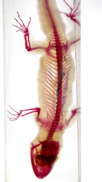 透明標本・ヤモリ＃45 魚・トカゲ骨格骨董フィギュア(科学、自然