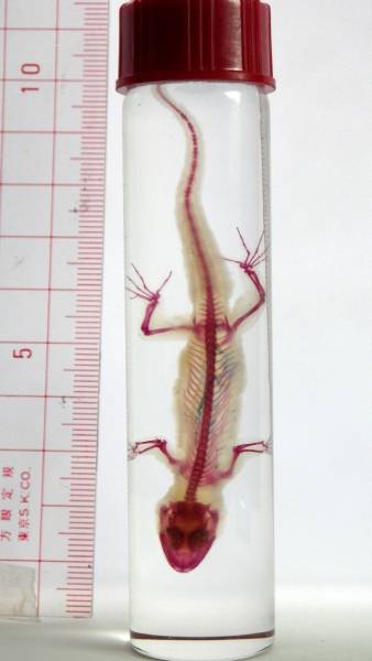 透明標本・ヤモリ＃45 魚・トカゲ骨格骨董フィギュア(科学、自然