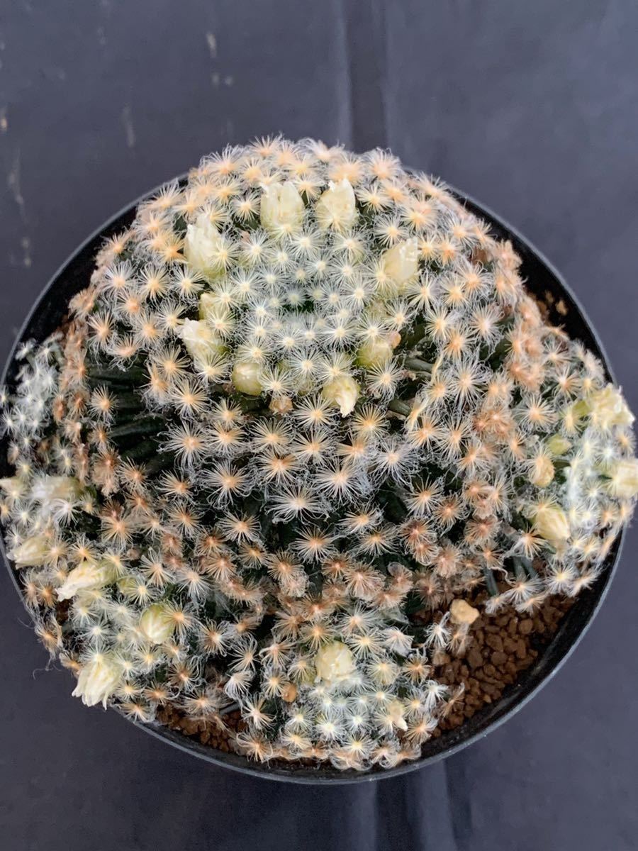 実生 黒肌 明星 群生 マミラリア サボテン 白絹丸 雪絹丸 小人の帽子 白閃小町 月晃殿 玉翁殿 サボテン 売買されたオークション情報 Yahooの商品情報をアーカイブ公開 オークファン Aucfan Com