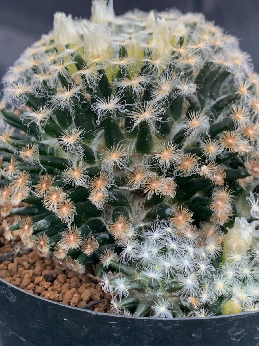 ていて ヤフオク 希少 マミラリア 白絹丸 群生 Mammillaria Micro すので Mcmc Gr