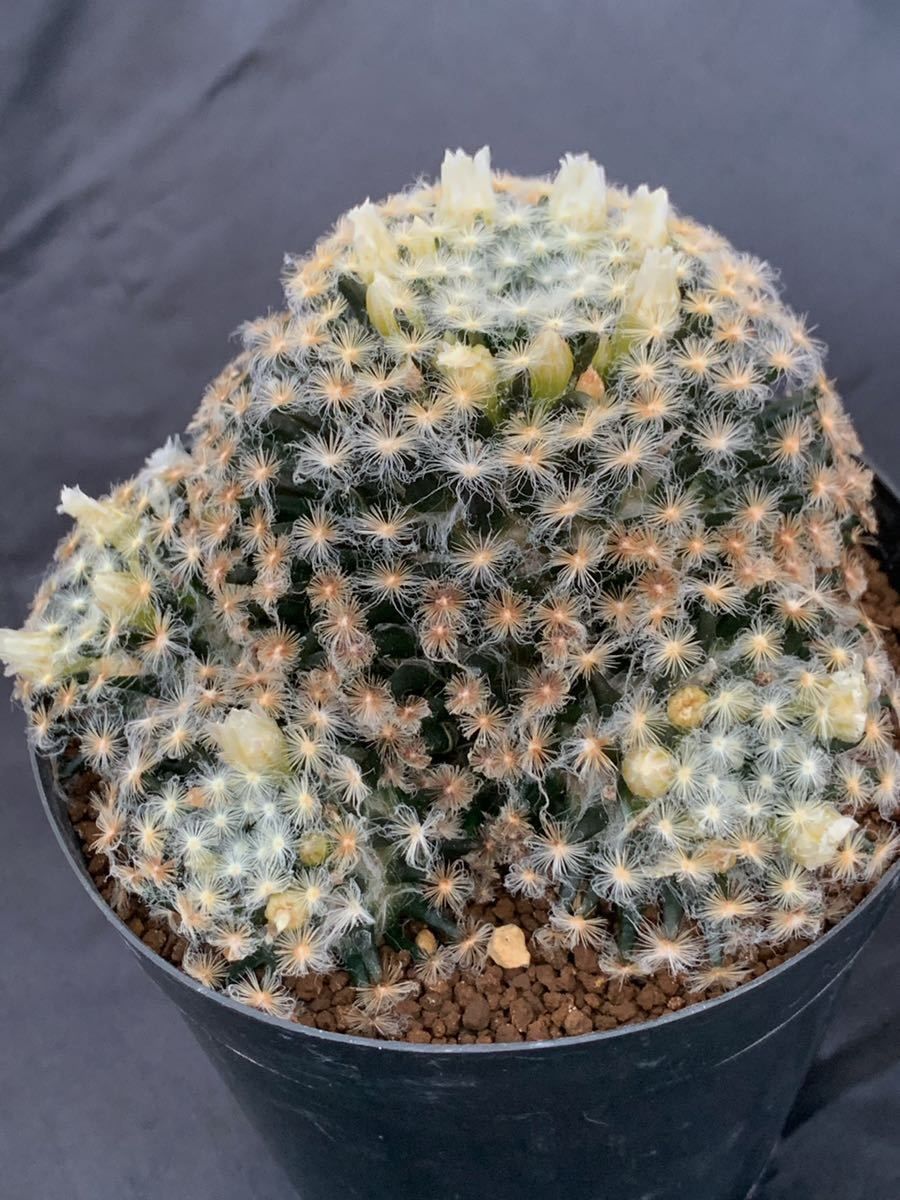 実生 黒肌 明星 群生 マミラリア サボテン 白絹丸 雪絹丸 小人の帽子 白閃小町 月晃殿 玉翁殿 サボテン 売買されたオークション情報 Yahooの商品情報をアーカイブ公開 オークファン Aucfan Com