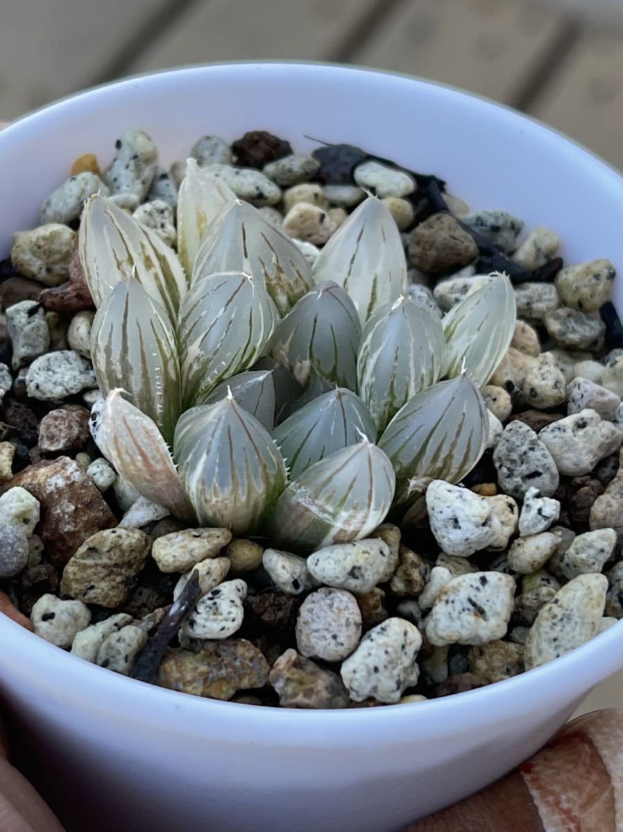 多肉植物 ハオルチア ブラックオブツーサ錦 花と鉢そのまま発送5 サボテン 売買されたオークション情報 Yahooの商品情報をアーカイブ公開 オークファン Aucfan Com