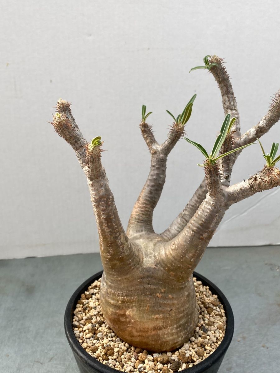 ☆1633 「現地株」パキポディウム グラキリス 植え M【マダガスカル