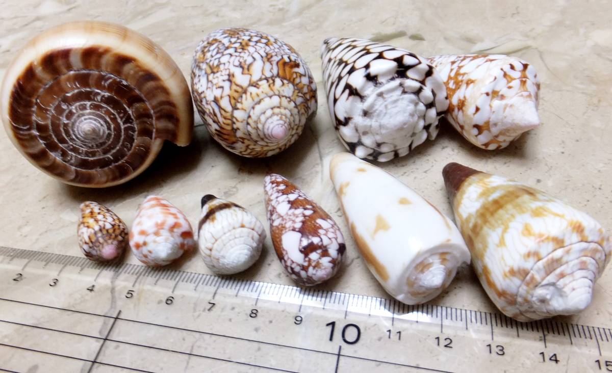 沢山の宝貝です！ タカラガイ イモガイ 貝殻 のセット 【公式通販】