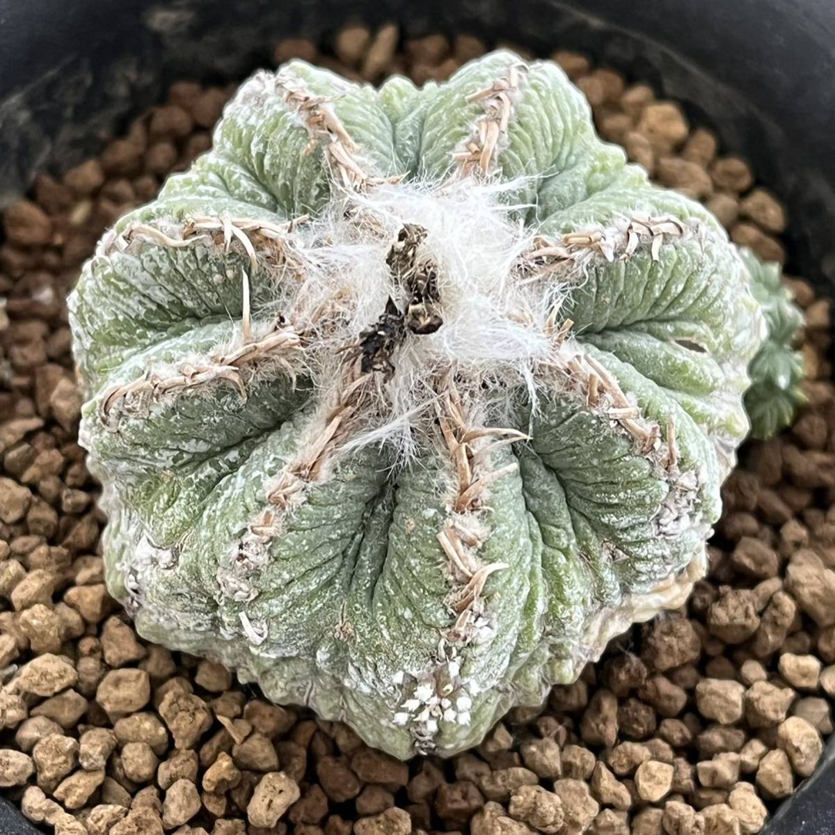 ☆サボテン・多肉植物☆835☆花籠 実生 Aztekium ritteri ☆seedling