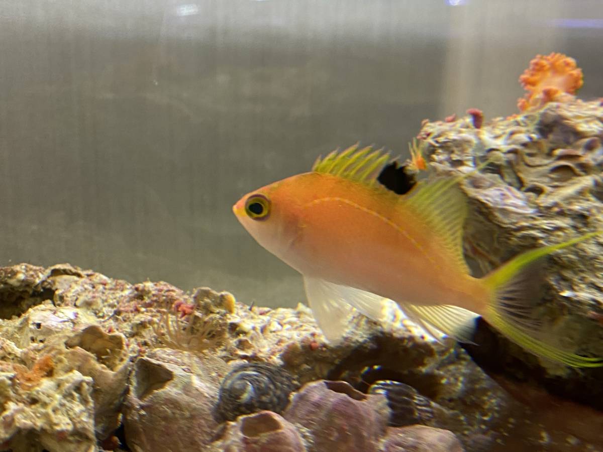 玄界灘の天然海水魚を飼ってみませんか 可愛い可愛いサクラダイ 海水魚 売買されたオークション情報 Yahooの商品情報をアーカイブ公開 オークファン Aucfan Com