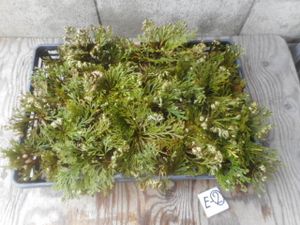 イワヒバのヤフオク の相場 価格を見る ヤフオク のイワヒバのオークション売買情報は118件が掲載されています