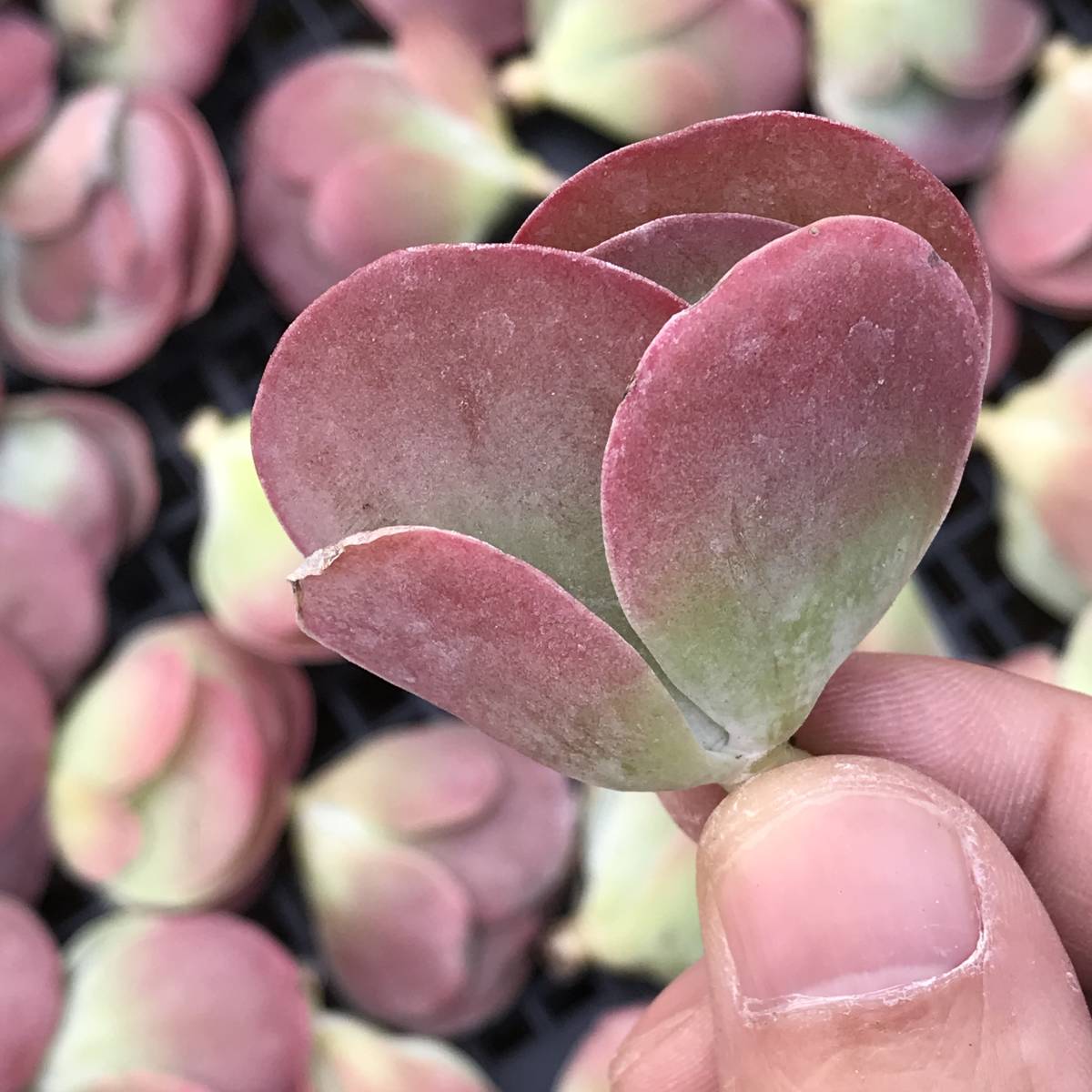 多肉植物 ハオルシア 裏般若錦極上斑 【定番人気，SALE】 【公式通販】