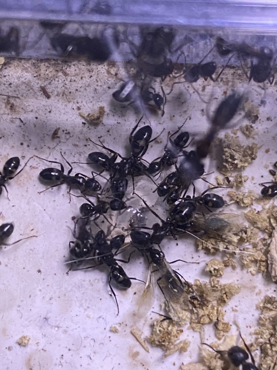 ヨツボシオオアリ 羽付き女王 ワーカー 虫類 売買されたオークション情報 Yahooの商品情報をアーカイブ公開 オークファン Aucfan Com