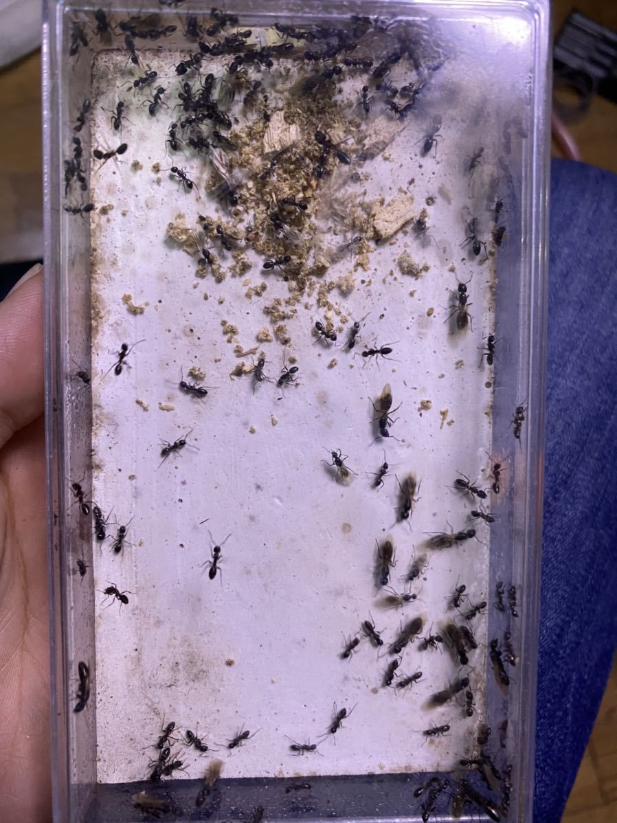 ヨツボシオオアリ 羽付き女王 ワーカー 虫類 売買されたオークション情報 Yahooの商品情報をアーカイブ公開 オークファン Aucfan Com