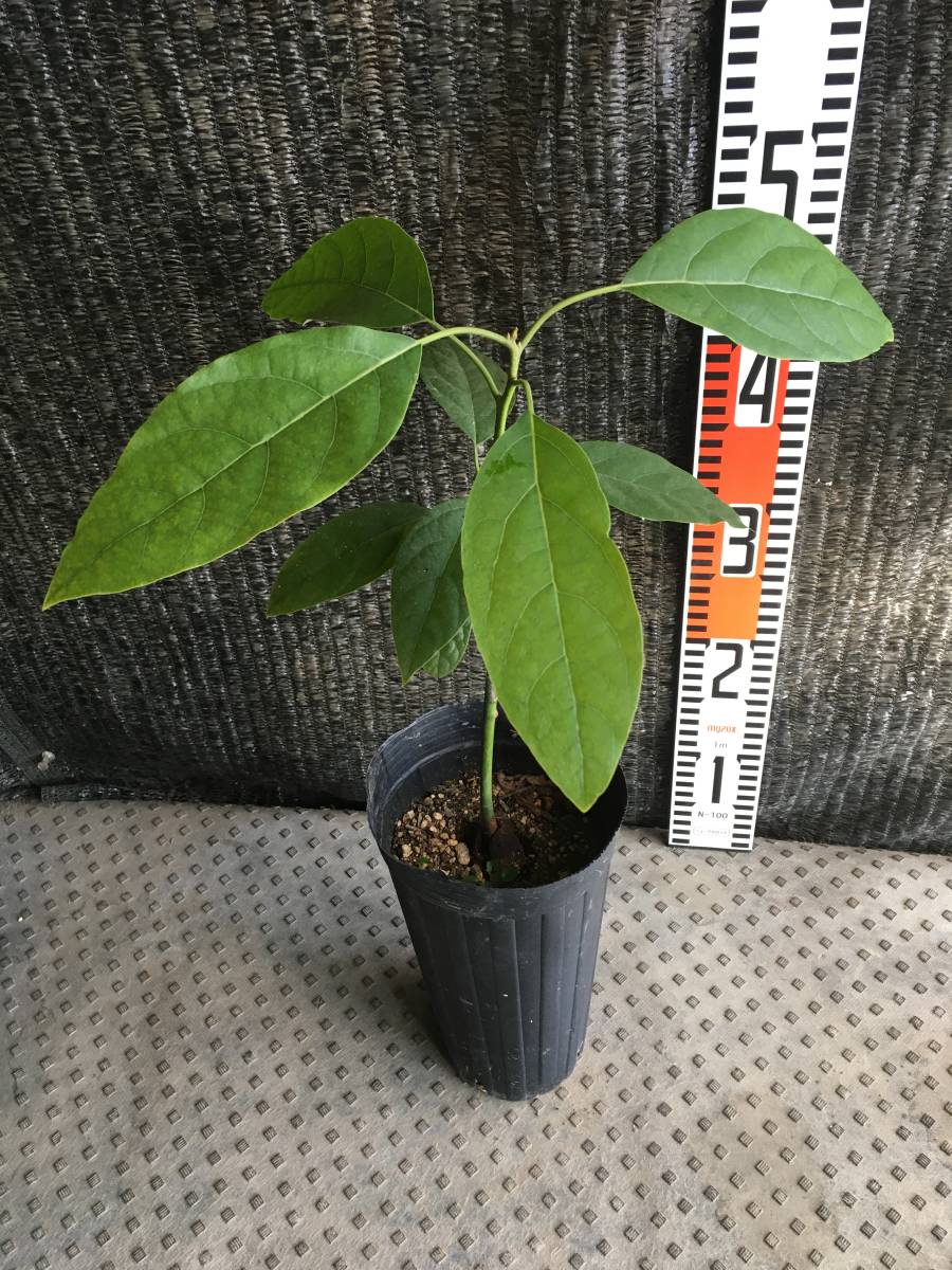 アボカド接木苗 ウインターメキシカン