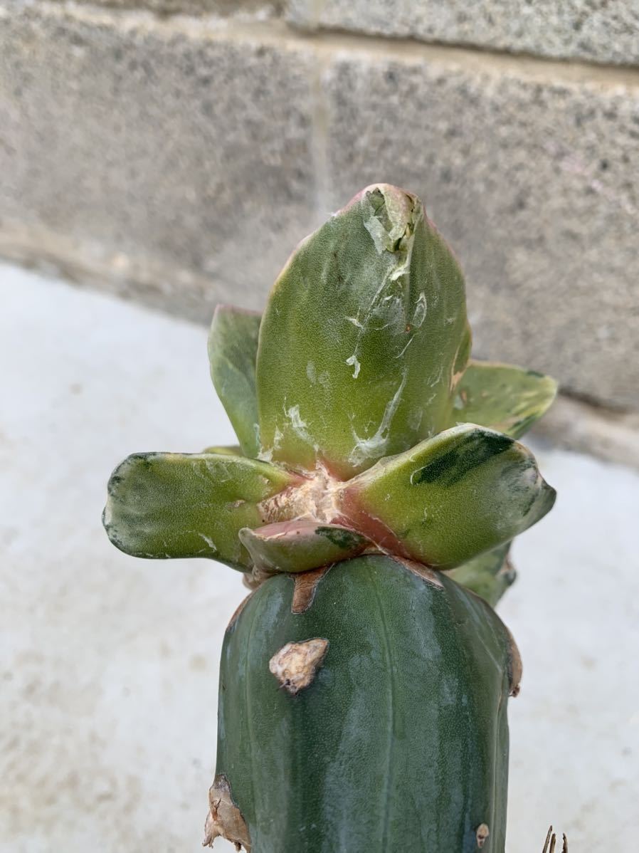 32・玉牡丹錦 抜き苗・サボテン 多肉植物 アリオカルプス 【公式通販】