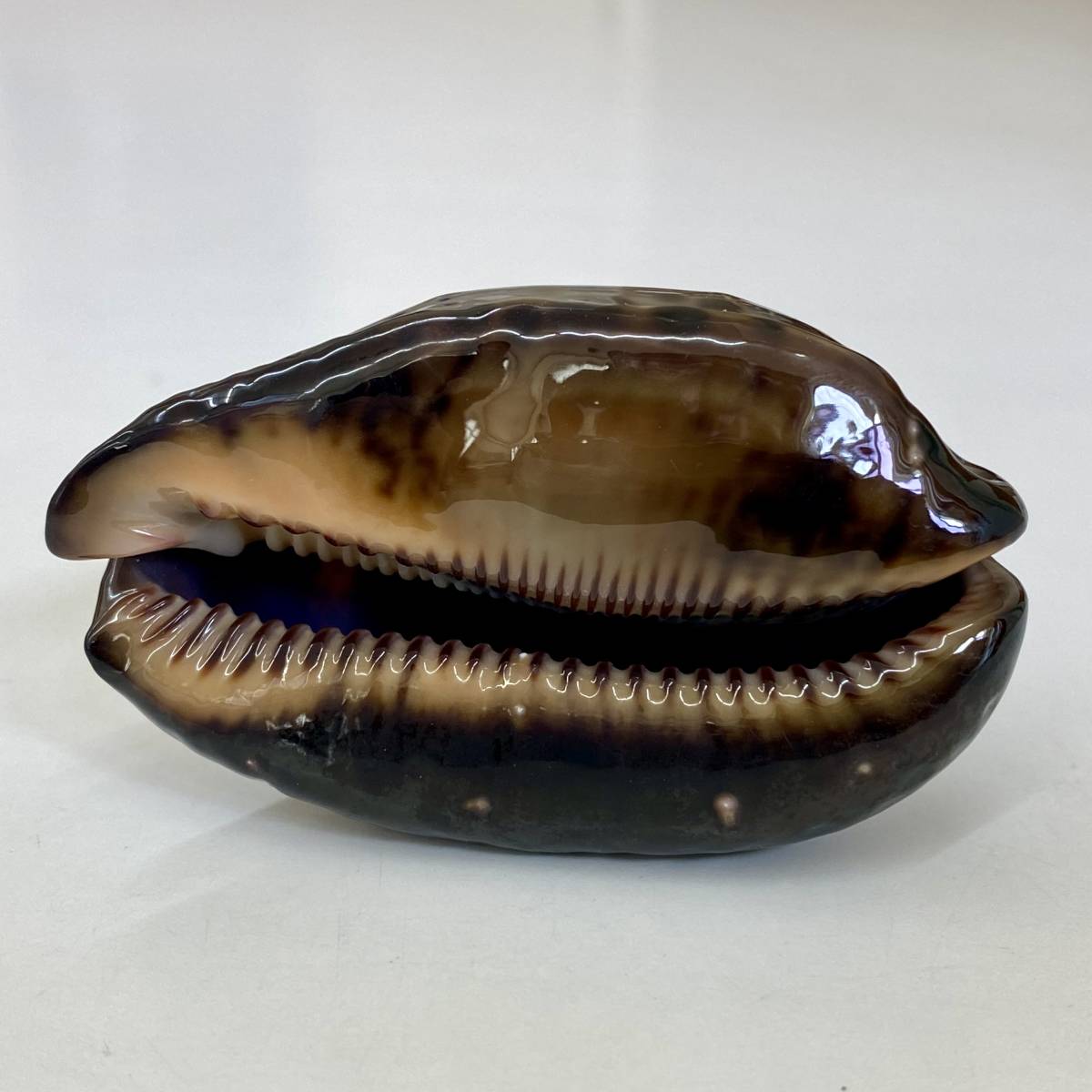 貝 貝殻 標本 タカラガイ 宝貝 ヤクシマダカラ その他 売買されたオークション情報 Yahooの商品情報をアーカイブ公開 オークファン Aucfan Com