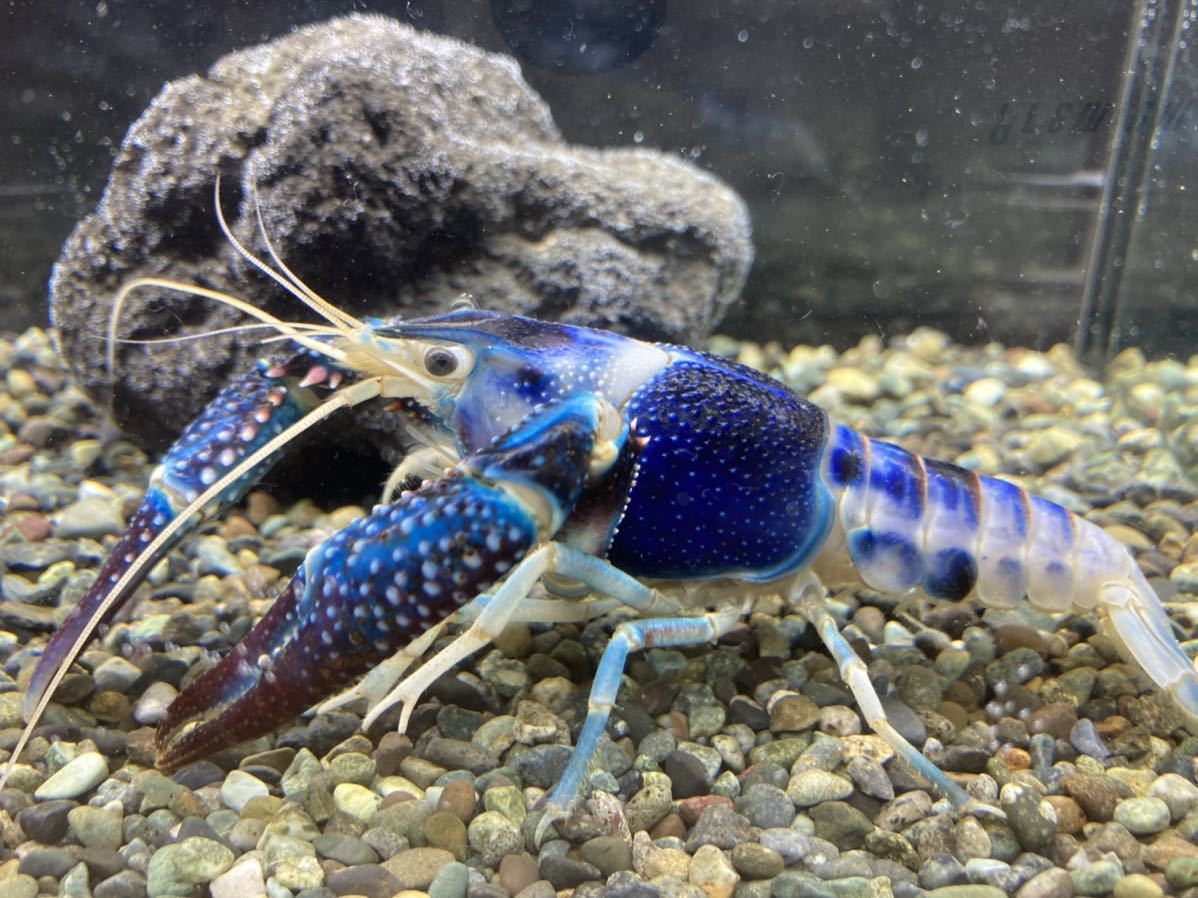 ブルームーン アメリカザリガニ 3ペア その他 売買されたオークション情報 Yahooの商品情報をアーカイブ公開 オークファン Aucfan Com ブルームーン アメリカザリガニ 3ペア その他 売買されたオークション情報 Yahooの商品情報をアーカイブ公開 オークファン Aucfan Com