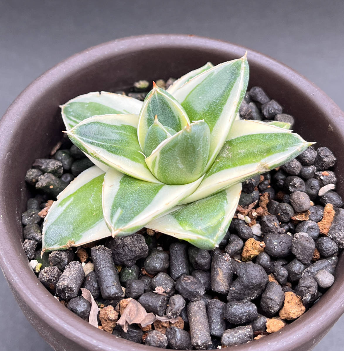 アガベ ピンキー 王妃笹の雪A型白覆輪 Agave filifera 'Pinky' 白覆輪斑