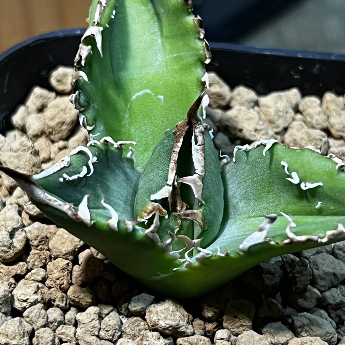 2126アガベ チタノタ 麻花龍 強棘 裏棘 表棘 精選株 チタノタ アガベ Agave [US Import agave titanota 子株 麻花龍 2126