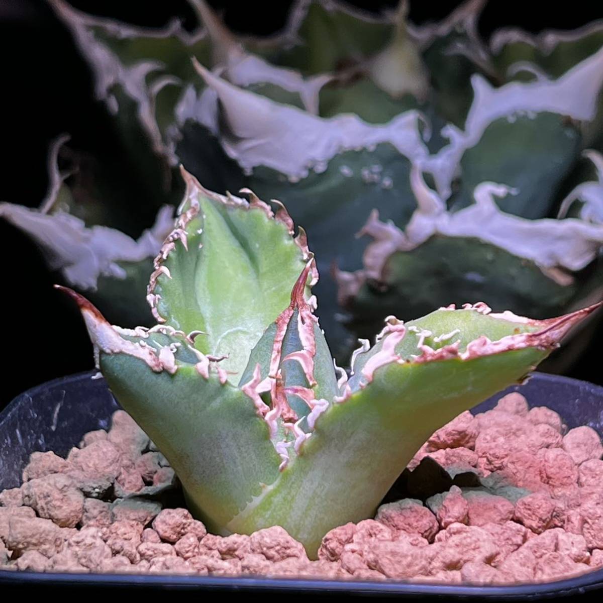 チタノタ アガベ Agave [US Import agave titanota 子株 麻花龍 2126