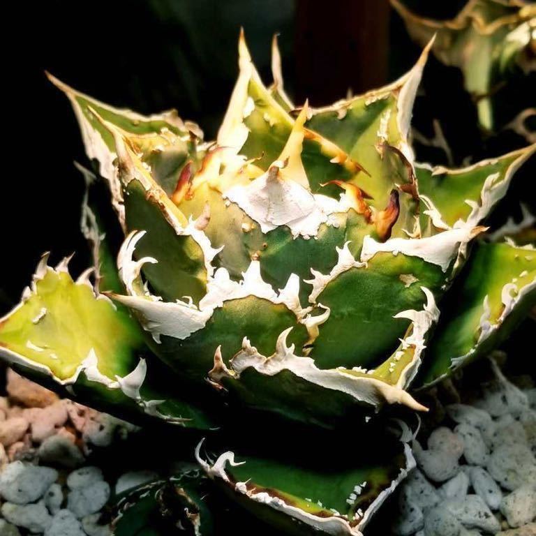 チタノタ アガベ Agave [US Import agave titanota 子株 麻花龍 2126