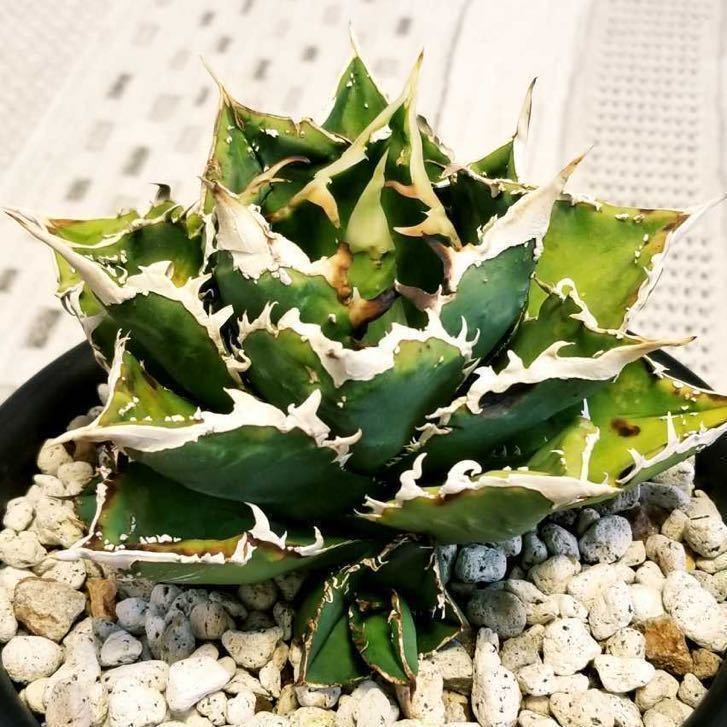 2126アガベ チタノタ 麻花龍 強棘 裏棘 表棘 精選株 チタノタ アガベ Agave [US Import agave titanota 子株 麻花龍 2126