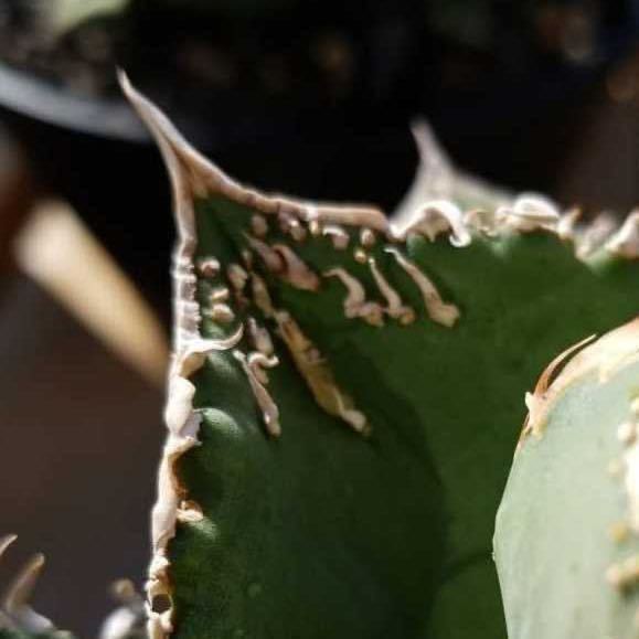 チタノタ アガベ Agave [US Import agave titanota 子株 麻花龍 2126