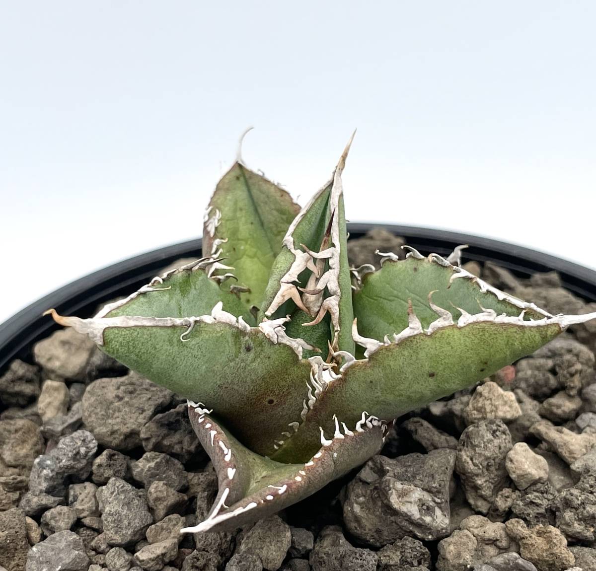 Yahoo!オークション 八荒雷神 - | Agave 「雷」アガベ (観葉植物) の