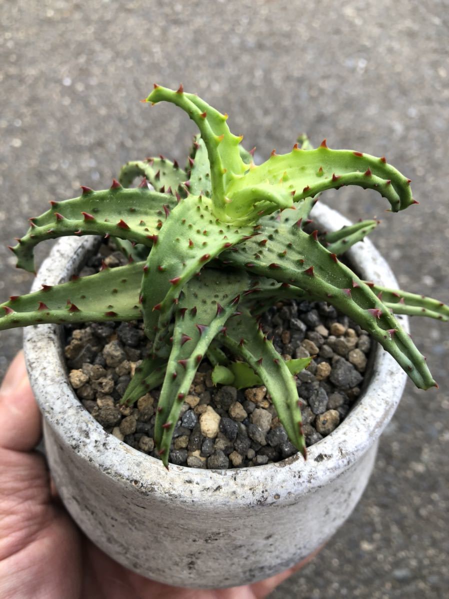 アロエ カスティロ ニアエ 多肉植物 アロエ カスティロニアエ 幅21