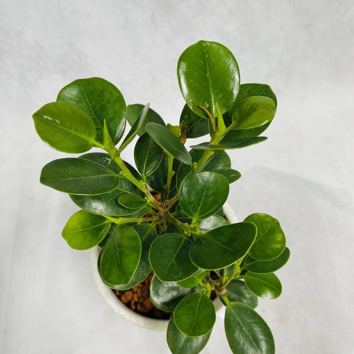 パンダガジュマル 花言葉 健康 観葉植物 植物 プレゼント インテリア その他 売買されたオークション情報 Yahooの商品情報をアーカイブ公開 オークファン Aucfan Com パンダガジュマル 花言葉 健康 観葉植物 植物 プレゼント インテリア その他 売買されたオークション情報 Yahooの商品情報をアーカイブ公開 オークファン Aucfan Com