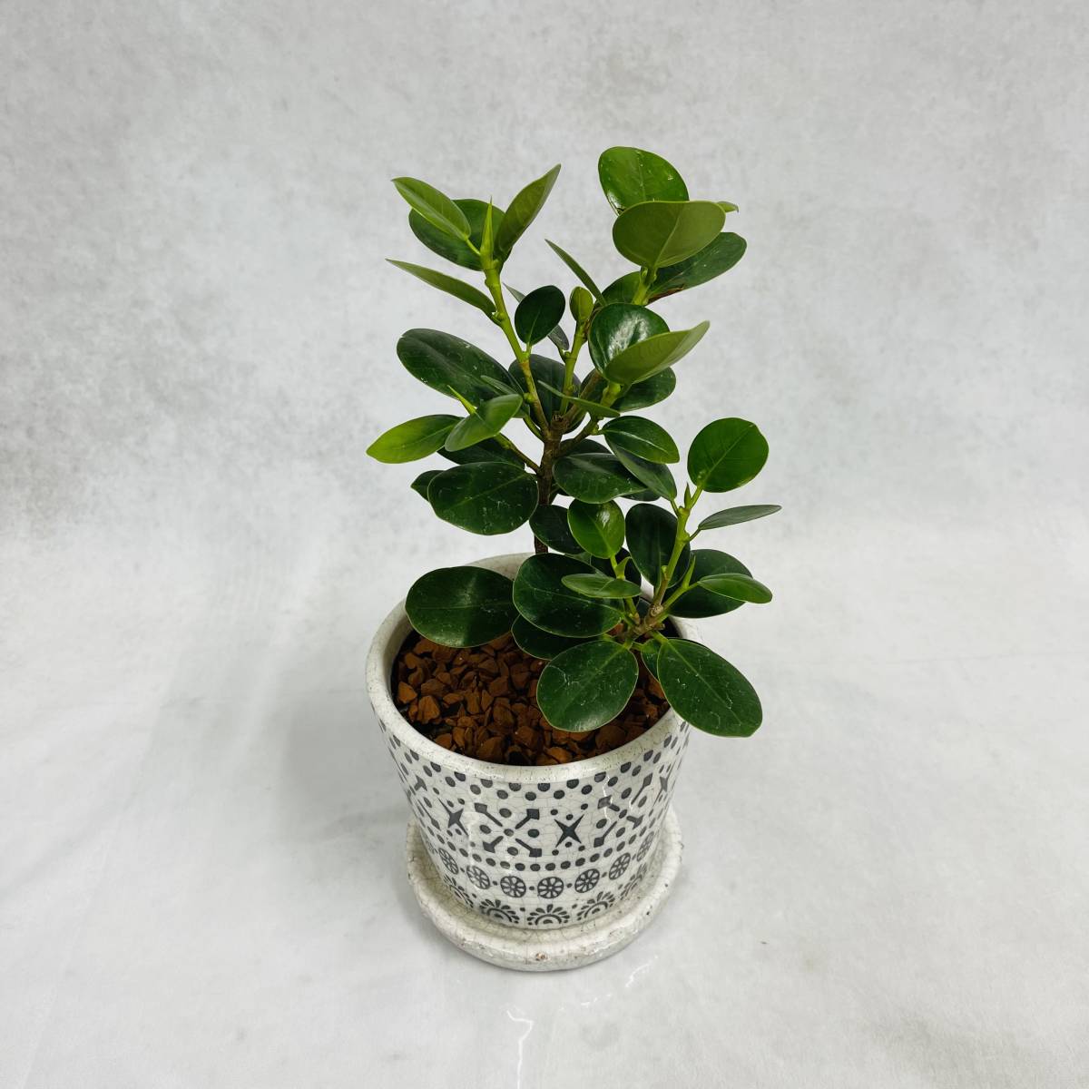 パンダガジュマル 花言葉 健康 観葉植物 植物 プレゼント インテリア その他 売買されたオークション情報 Yahooの商品情報をアーカイブ公開 オークファン Aucfan Com パンダガジュマル 花言葉 健康 観葉植物 植物 プレゼント インテリア その他 売買されたオークション情報 Yahooの商品情報をアーカイブ公開 オークファン Aucfan Com