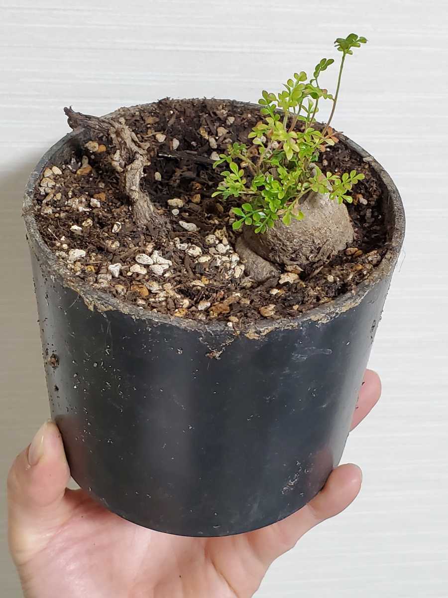 オペルクリカリア デカリー 根挿し 【コーデックス パキプス 塊根植物