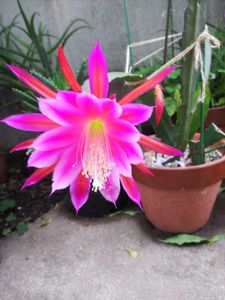 クジャクサボテンのヤフオク の相場 価格を見る ヤフオク のクジャクサボテンのオークション売買情報は33件が掲載されています