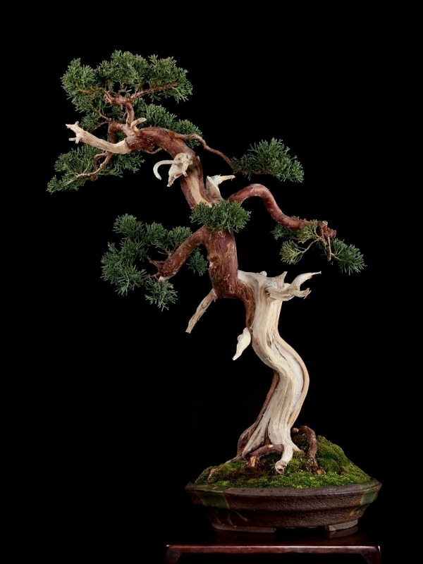 雨竹亭] 【樹齢約70年 真柏】中品盆栽 松柏 山採り 斜