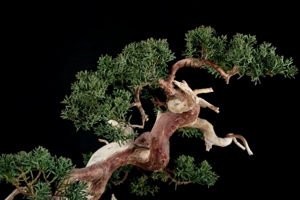 雨竹亭] 【樹齢約70年 真柏】中品盆栽 松柏 山採り 斜幹づくり 間調子