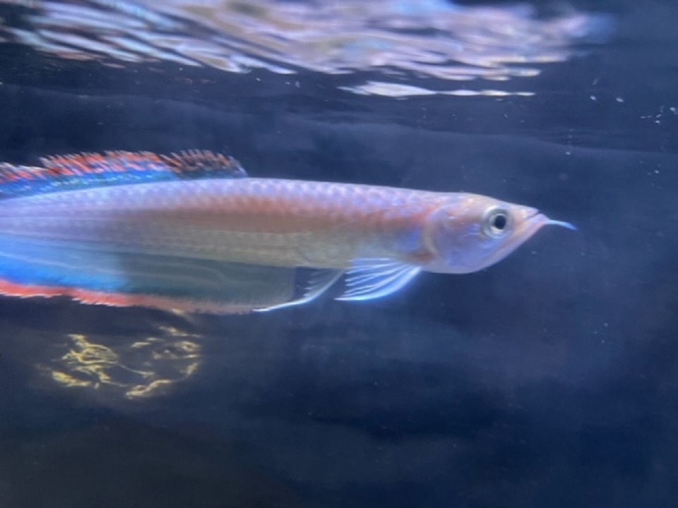 ブラックアロワナ 約21センチ アロワナ 売買されたオークション情報 Yahooの商品情報をアーカイブ公開 オークファン Aucfan Com