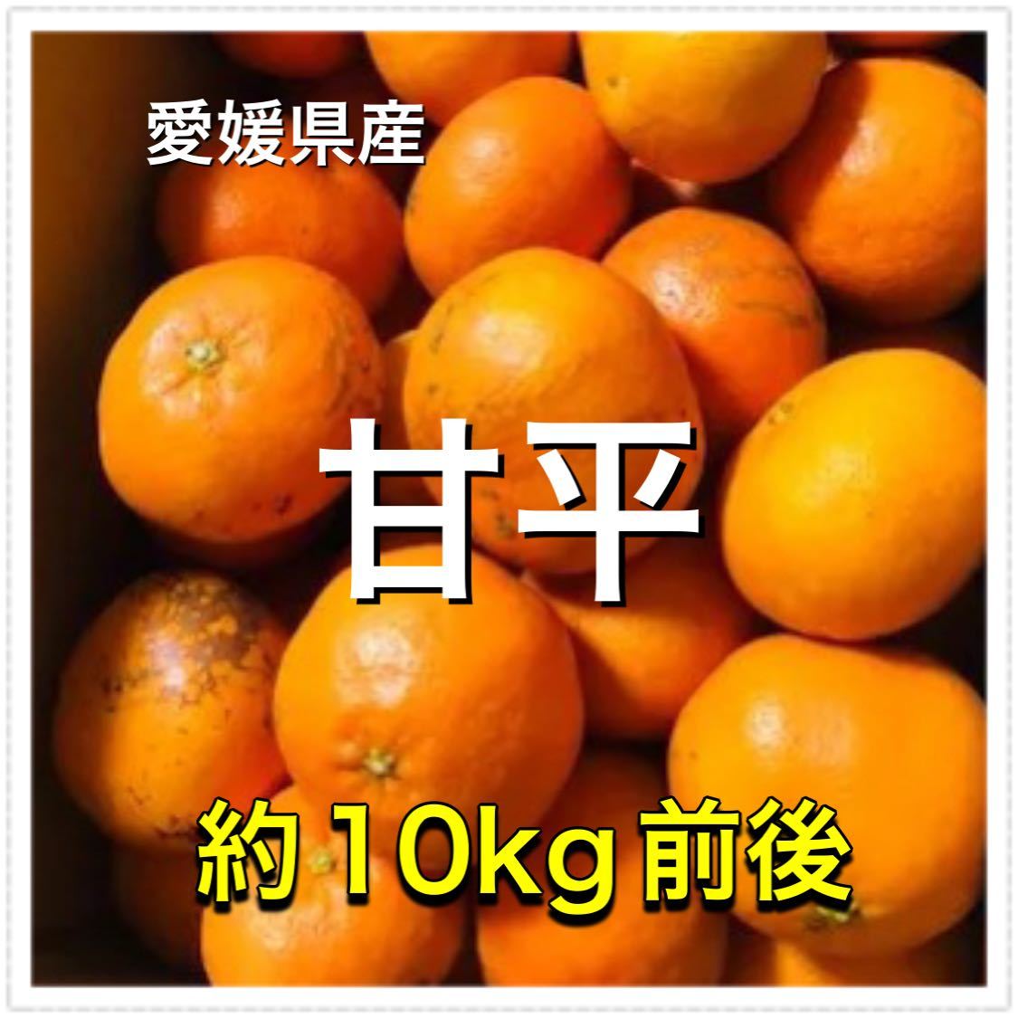 愛媛県産 訳あり 甘平 10kg 傷み補償500gおまけ 柑橘 カンペイ_1