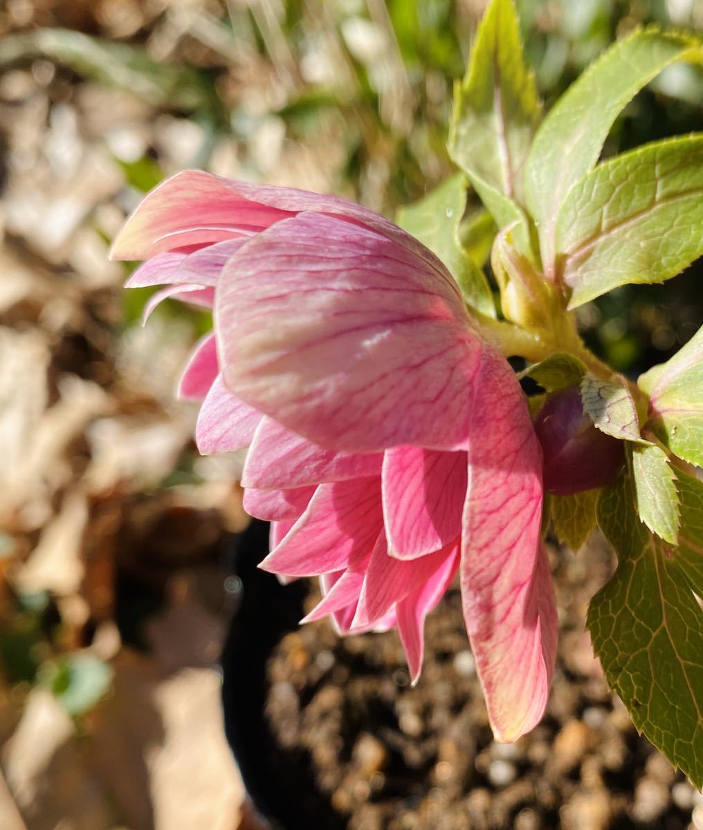 山野草 青森産黄花クマガイソウ 1芽 花芽確認 黄花クマガイソウ 公式