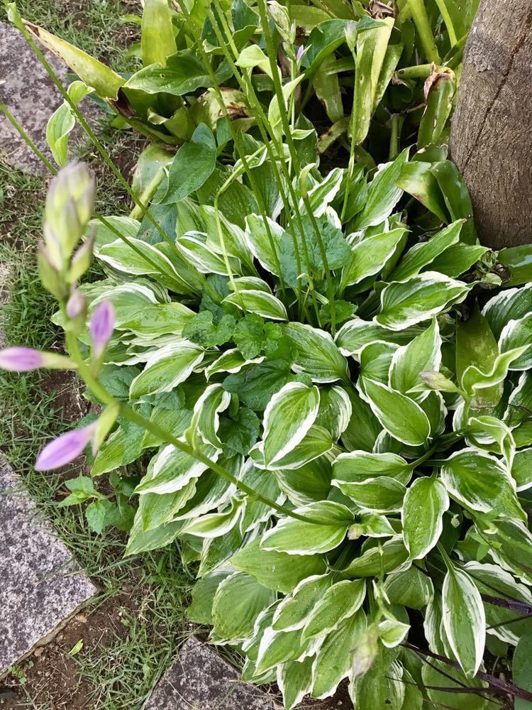 C ギボウシ 斑入り 植えたまま放置 どんどん増える 日陰が好き 薄紫色の花 シェードガーデン カラーリーフ その他 売買されたオークション情報 Yahooの商品情報をアーカイブ公開 オークファン Aucfan Com C ギボウシ 斑入り 植えたまま放置 どんどん増える 日陰が好き 薄紫色の花 シェードガーデン カラーリーフ その他 売買されたオークション情報 Yahooの商品情報をアーカイブ公開 オークファン Aucfan Com