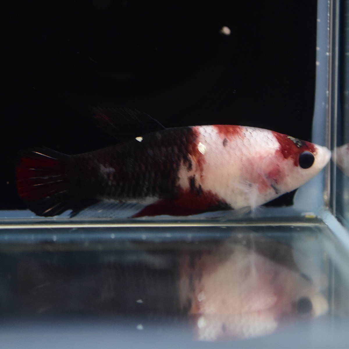 Hmpk プラカット キャンディ ベタ メス Bt0 鯉ベタ ギャラクシー 雌 ベタ 売買されたオークション情報 Yahooの商品情報をアーカイブ公開 オークファン Aucfan Com