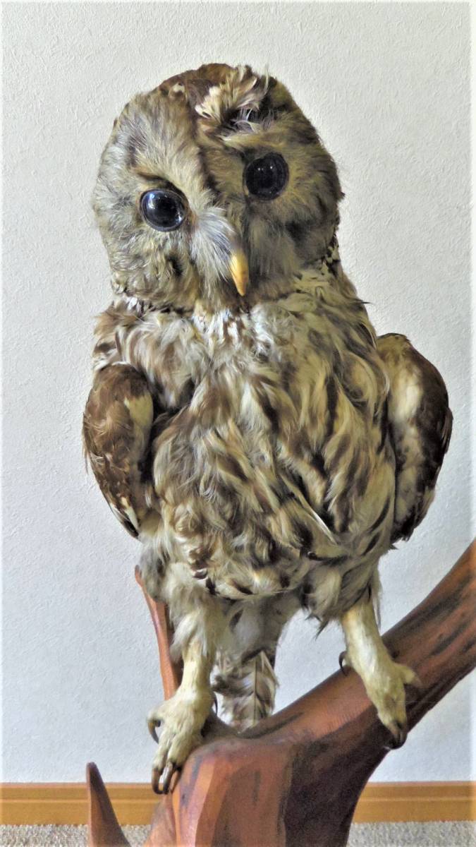 ふくろう/梟 剥製 高さ:約70㎝
