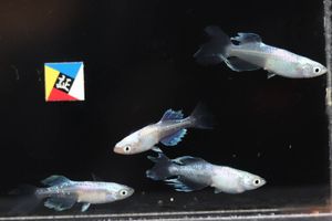 青蝶のヤフオク の相場 価格を見る ヤフオク の青蝶のオークション売買情報は113件が掲載されています