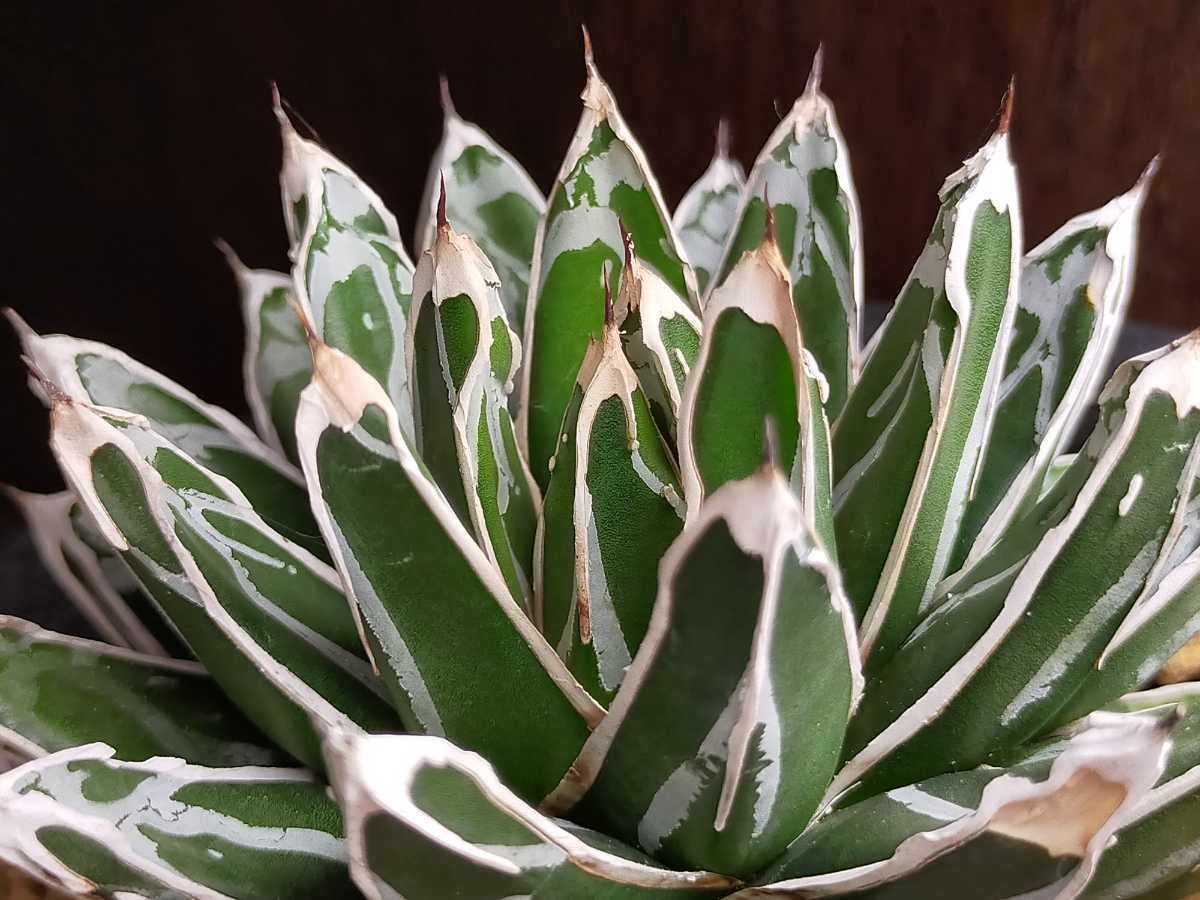 HOT新品 笹の雪 名峰富士 【1610mo様専用】アガベ 選抜品種 植物/観葉 ...