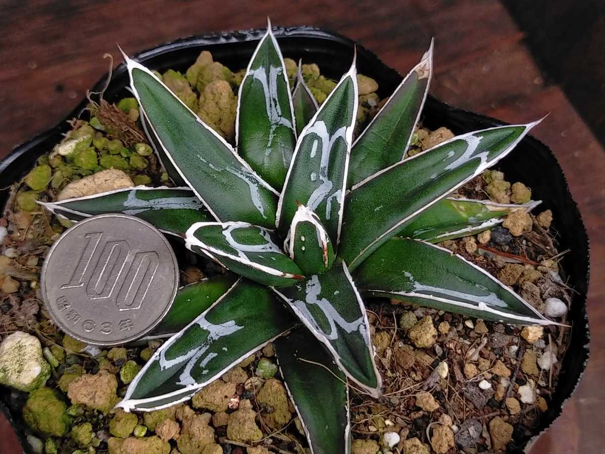 名峰富士 キズあり 多肉植物 アガベ 発根済み digitalepartner.com