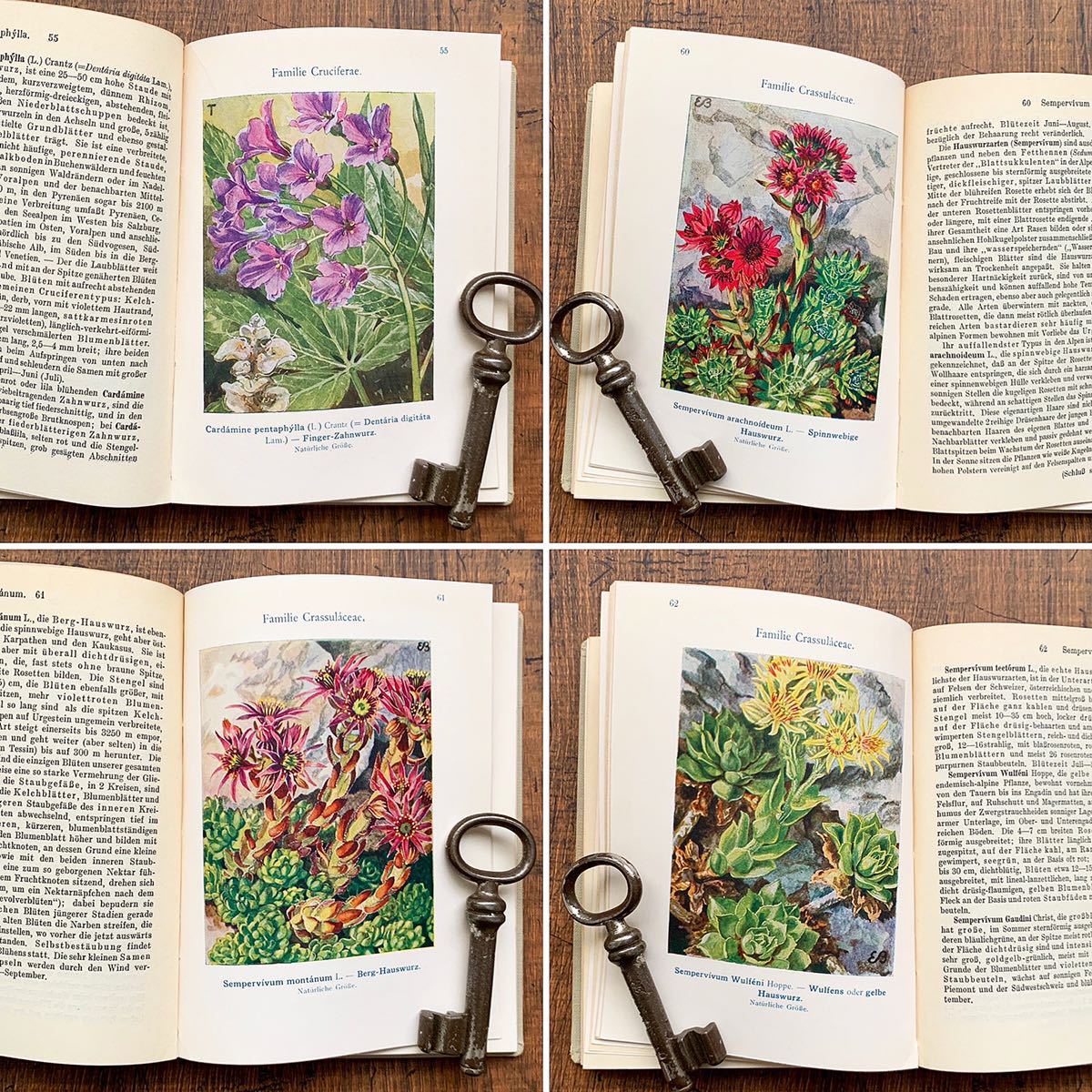 洋書 ボタニカルアート 60年代 アンティーク ビンテージ 植物図鑑 花 