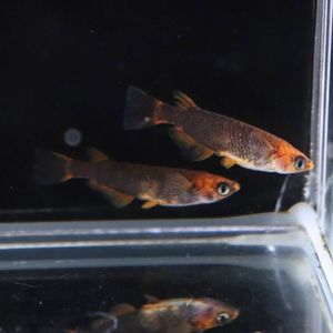 五式 めだかのヤフオク の相場 価格を見る ヤフオク の五式 めだかのオークション売買情報は2件が掲載されています