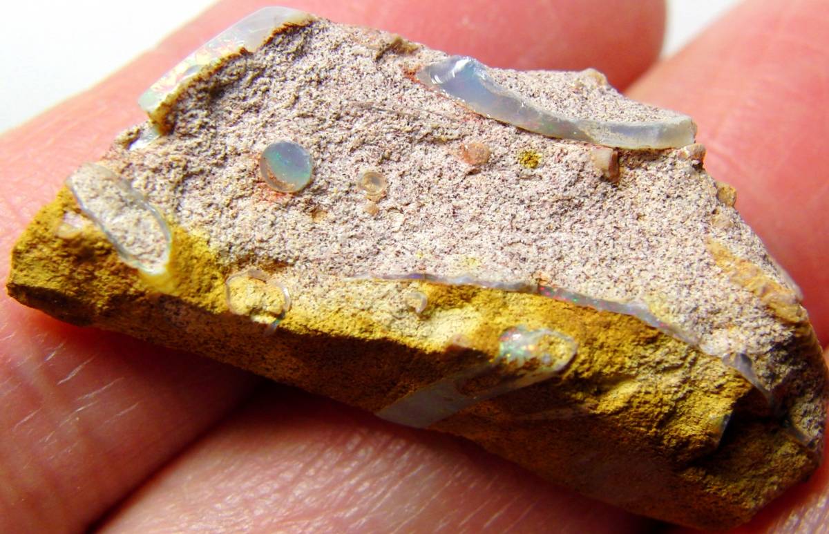 激レア 20.90ct オパール化した貝の化石 ツノガイ シェルオパール 化石 