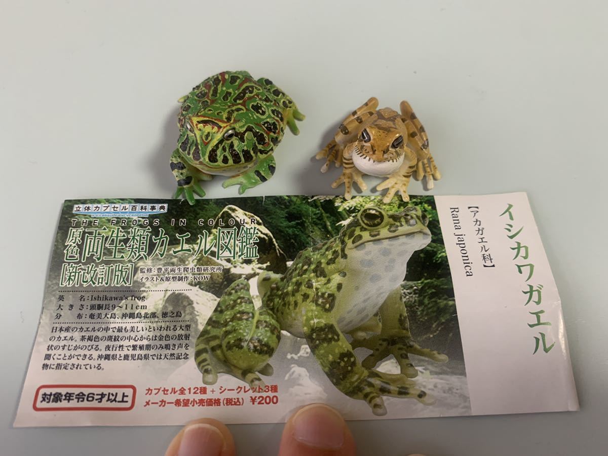 原色図鑑シリーズ 両生類カエル図鑑 ベルツノガエル リュウキュウカジカガエル 生き物 売買されたオークション情報 Yahooの商品情報をアーカイブ公開 オークファン Aucfan Com